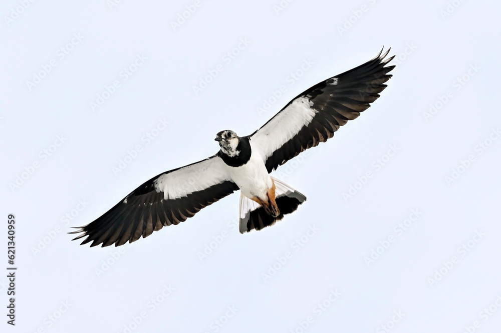 Obraz premium Northern lapwing