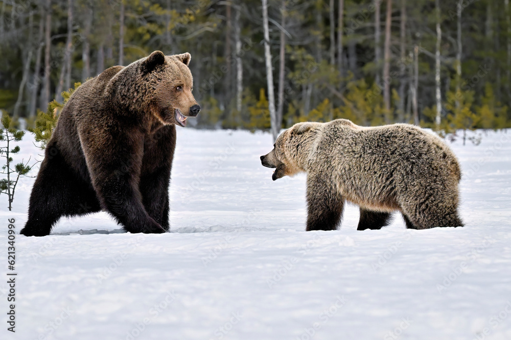 Fototapeta premium Bear mom defends its cubs from a male bear
