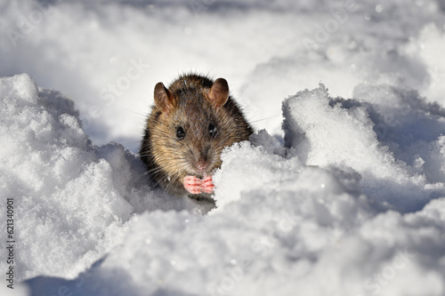 Rat on the snow in cold winter day.