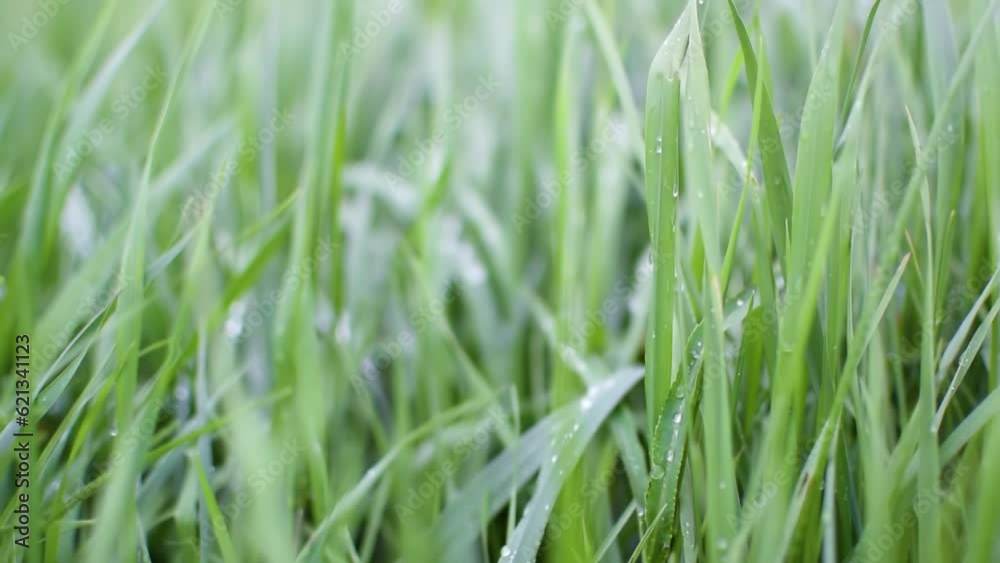 Fresh green grass with water drops, slider shot. Dew drops on green grass after rain Fresh green grass with water drops, slider shot. Dew drops on green grass after rain