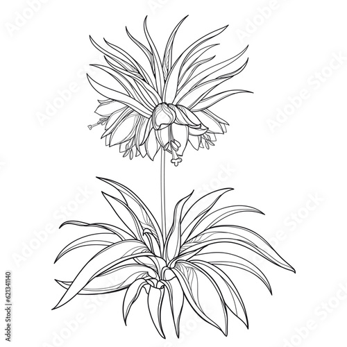 Outline Fritillaria imperialis or crown imperial flower bunch with leaves in black isolated on white background. 
