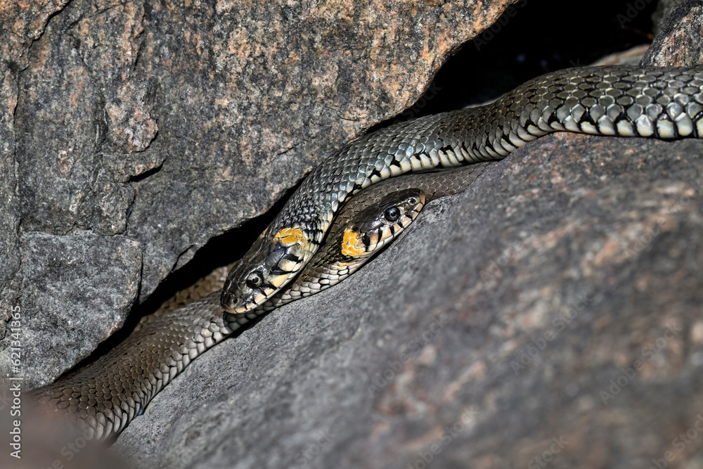 Fototapeta premium Grass snake basking in the rock crevise