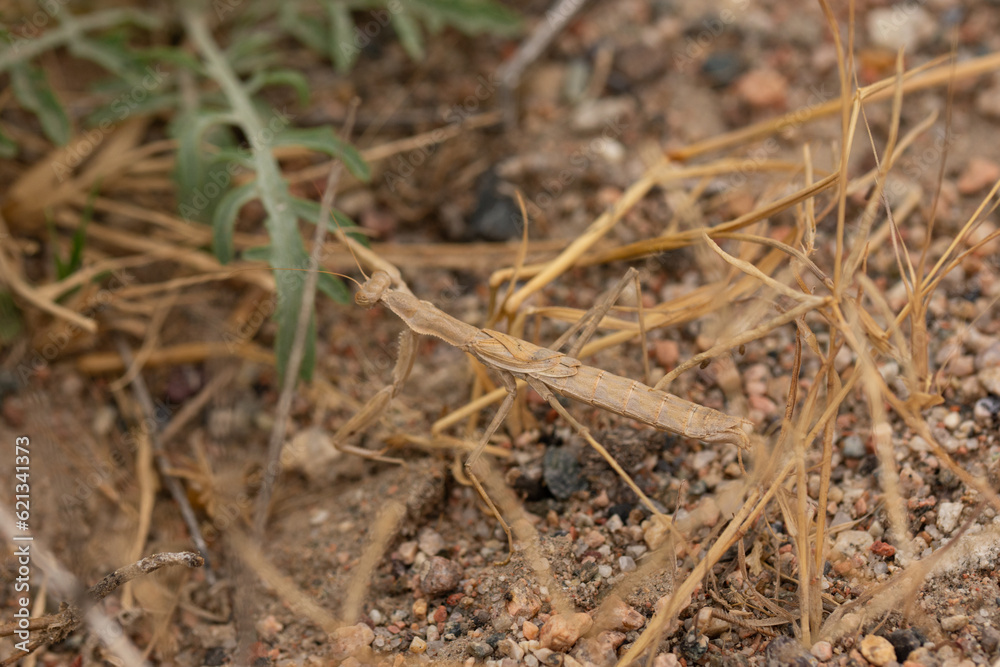 beige steppe praying mantis in nature beige steppe praying mantis in nature