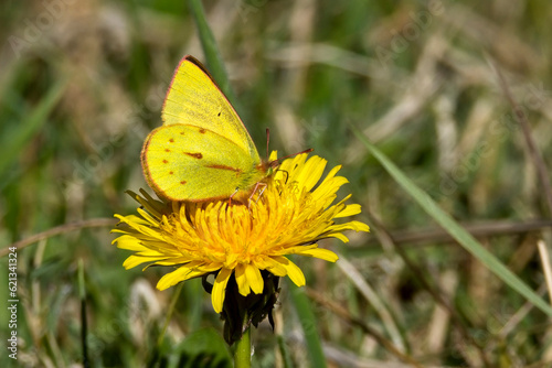 Yellow butterfly nectaring on a dandelion flower with closed wings. Bogota area, Colombia.