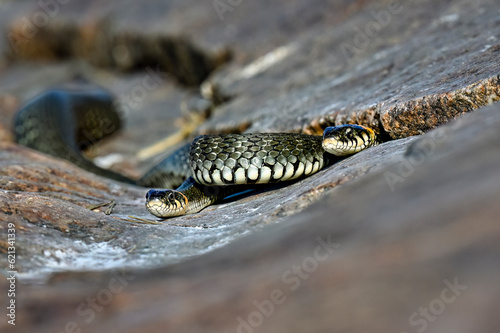 Grass snake basking in the rock crevise