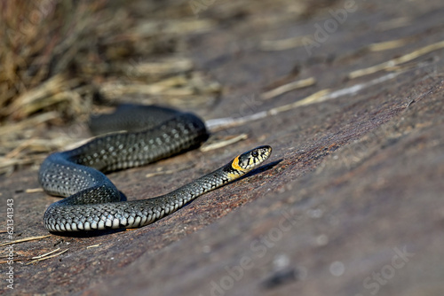 Grass snake on the shore rock