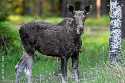 Moose in the forest