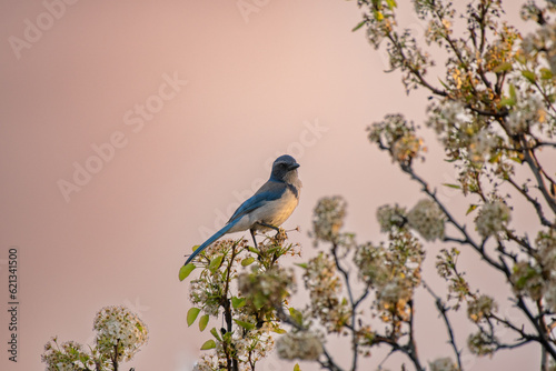 bird on a branch