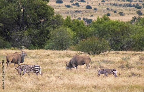 Photography herd of animals