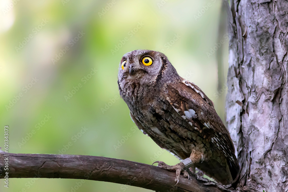 Owl. Eurasian Scops Owl. (Otus scops). Green nature background.