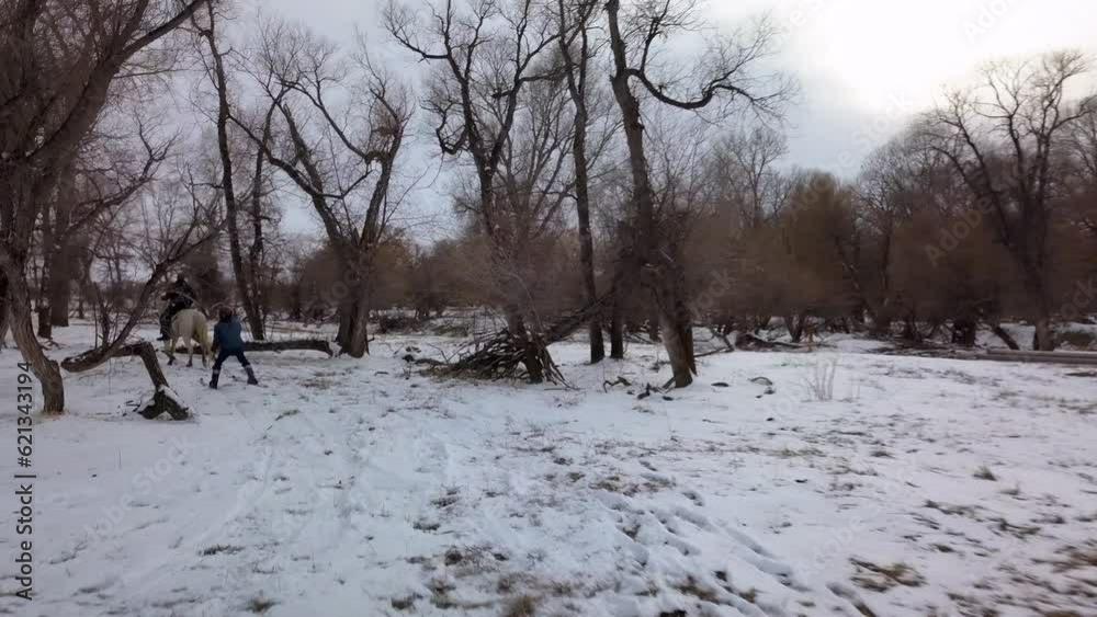 Aerial: Drone Flying Near Of Man Snowboarding Behind Horse On Snow Amidst Bare Trees In Forest - Billings, Montana Aerial: Drone Flying Near Of Man Snowboarding Behind Horse On Snow Amidst Bare Trees In Forest - Billings, Montana