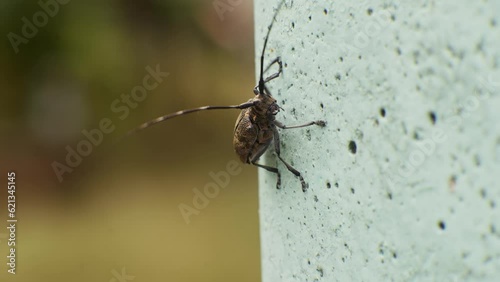 Brown bug sitting on wall