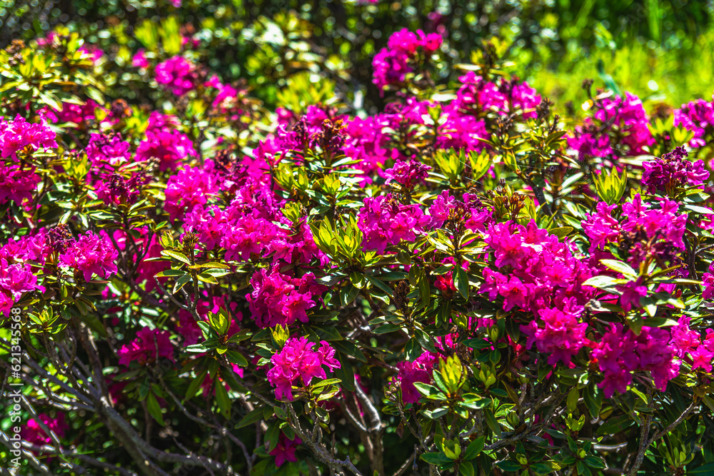 Primavera in Valle Ellero, tra laghi, vette  e rododendri in fiore (Mondovì – Cuneo)