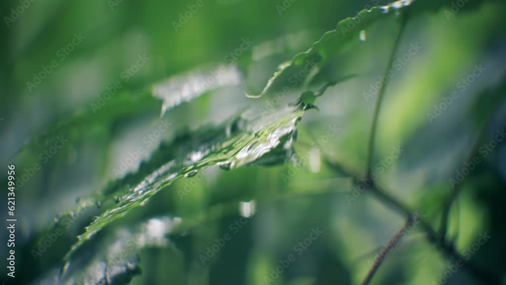 Summer rain in forest green leaf Summer rain in forest green leaf