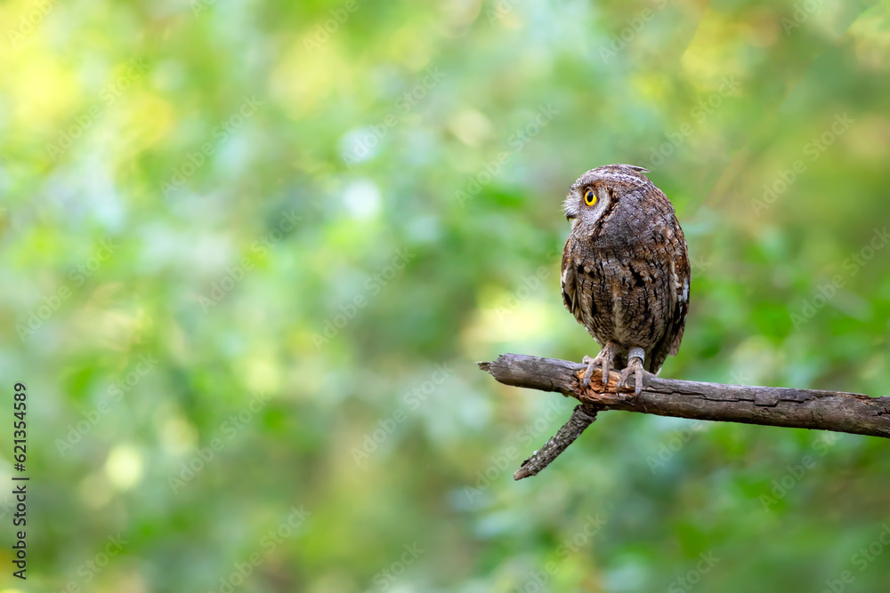 Owl. Eurasian Scops Owl. (Otus scops). Green nature background. Owl. Eurasian Scops Owl. (Otus scops). Green nature background.
