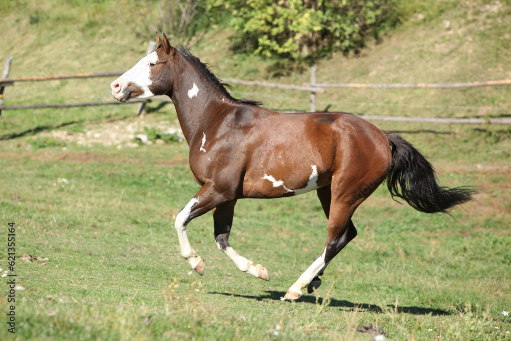 Amazing paint horse moving