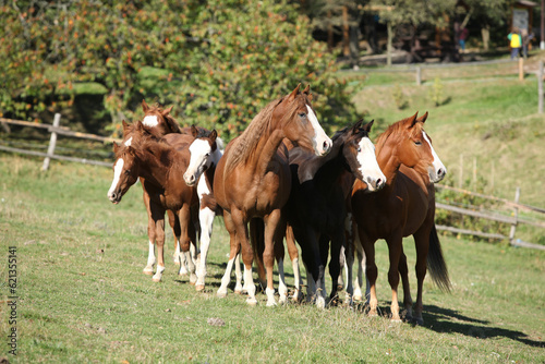 Group of paint horses on the pasturage