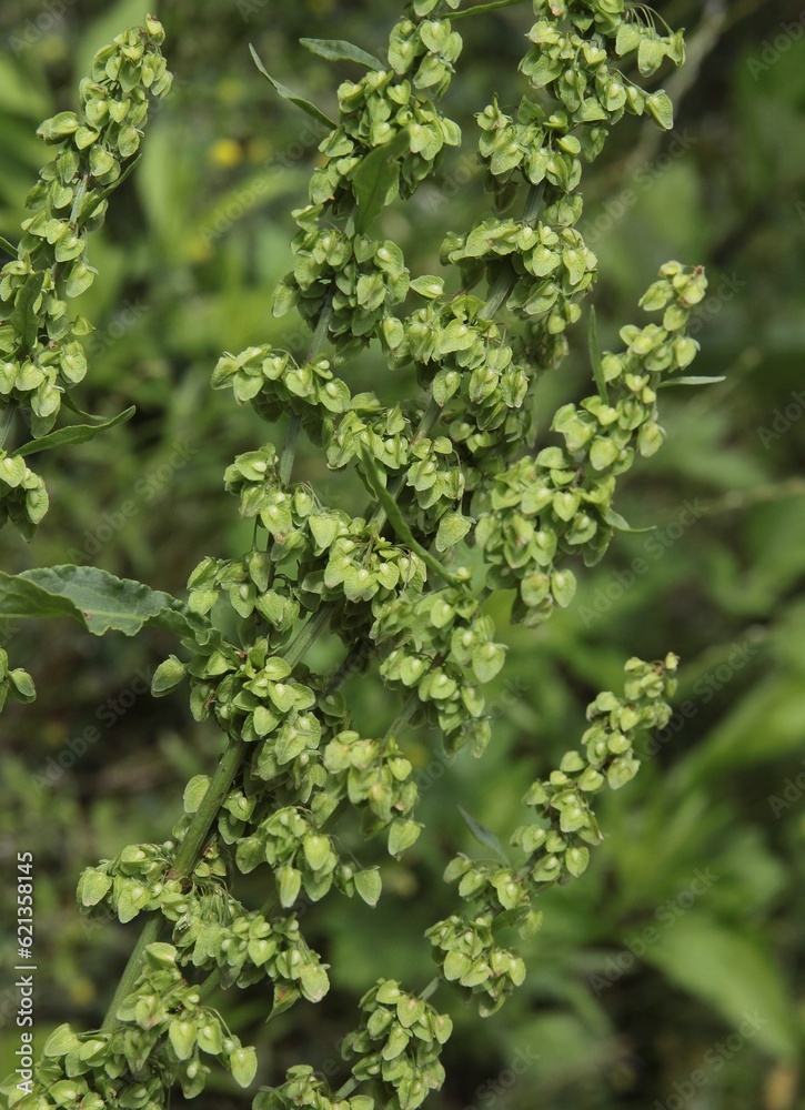 growing seeds of Rumex salicifolius wild plant in summer