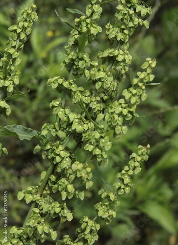 growing seeds of Rumex salicifolius wild plant in summer