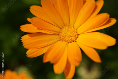 a close-up of an orange calendula flower on a garden plot in summer. The concept of growing medicinal plants at home