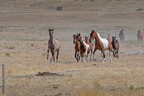 Wild horses running in desert