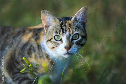 Getigerte Katze mit grünen Augen - Portrait
