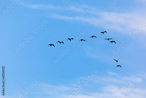 Flying birds. Blue sky background. Birds: Great Cormorant. (Phalacrocorax carbo)