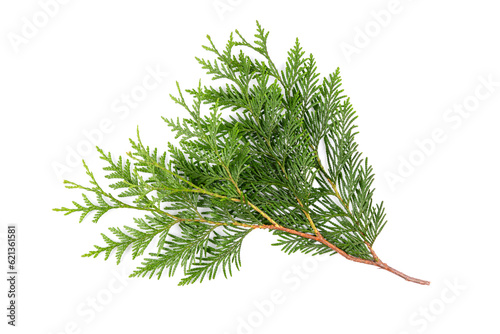 Fotografia Green thuja branch isolated on white background
