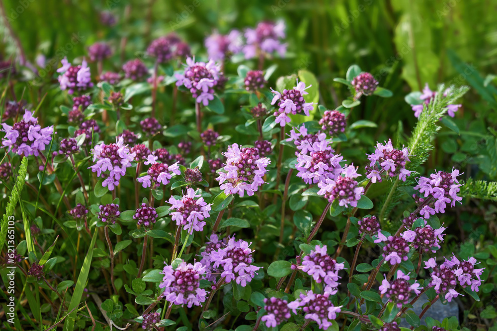 The herb Thymus serpyllum, Breckland thyme. Breckland wild thyme, creeping thyme, or elfin thyme blossoms close up. Natural medicine. Culinary ingredient and fragrant spice in habitat