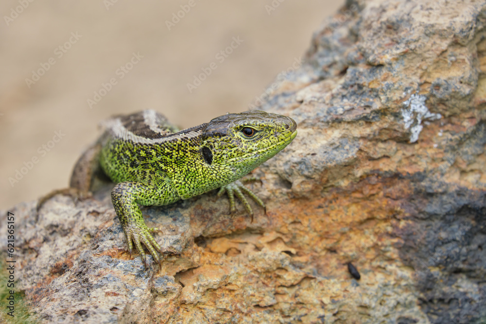 The sand lizard (Lacerta agilis) on a rock close-up. Beautiful reptile in natural habitat The sand lizard (Lacerta agilis) on a rock close-up. Beautiful reptile in natural habitat