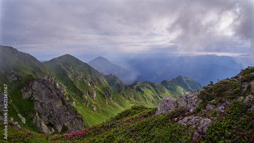 Dramatic mountain landscape on a foggy morning. Pink flowers of the Carpathian rhododendron stand out brightly among the green vegetation. The slopes of Mount Pip Ivan Marmaroshsky in summer