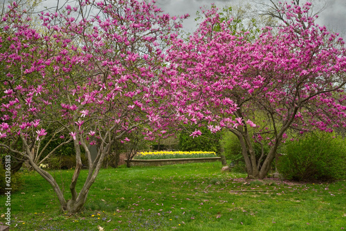 Flowering magnolias and daffodils in the distance brighten up a gray day in Cleveland's Lake View Cemetery.