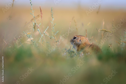 Cute funny animal. Ground squirrel. Green nature Background.