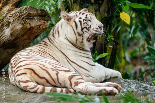 Fototapeta Naklejka Na Ścianę i Meble -  A photo of a white tiger in captive setting