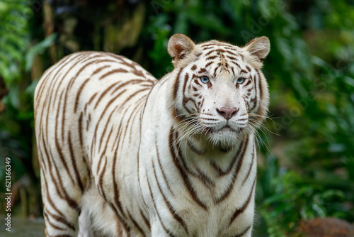 A photo of a white tiger in captive setting