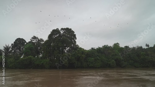 Group of Bats Flying Over Batang Hari ( Sungai Batanghari ) The Longest River in Jambi Sumatra Indonesia photo