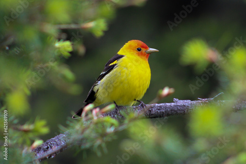 A Male Western Tanager, Yellowstone National Park, Montana, USA
