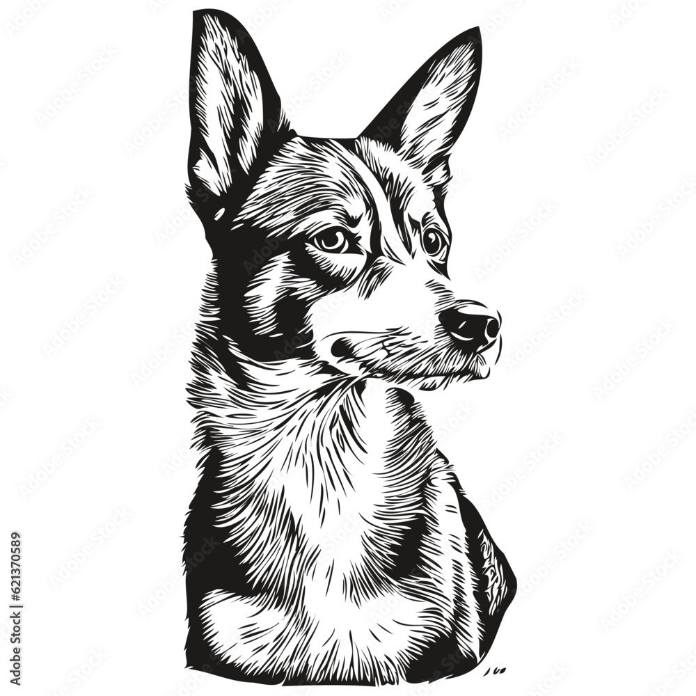 Basenji dog breed line drawing, clip art animal hand drawing vector ...