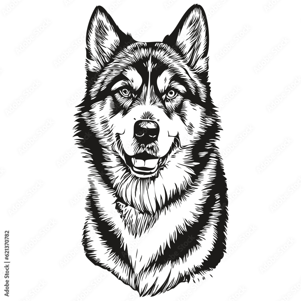 Malamute dog vector face drawing portrait, sketch vintage style transparent background