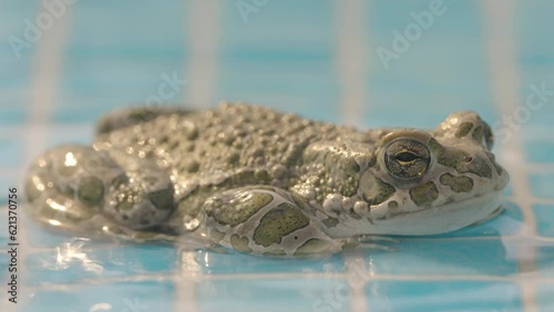 toad by a swimming pool photo