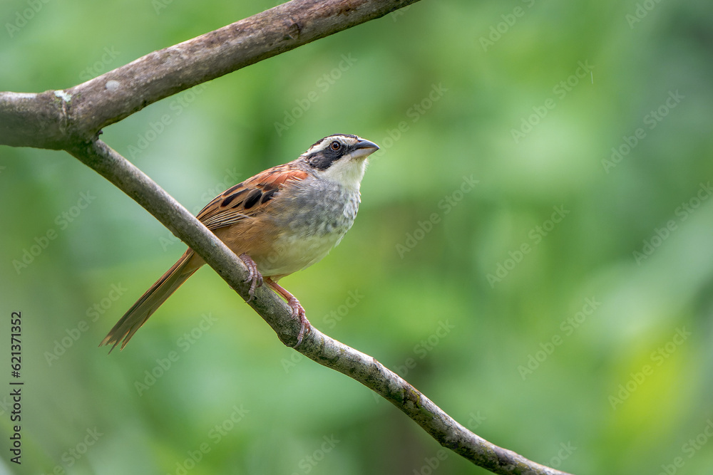 Fototapeta premium Elegant Striped Sparrow, Arremon costaricensis, Perched in Pristine Costa Rican Wilderness