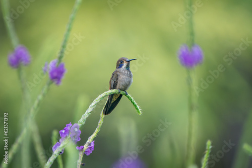 Stunning Brown Violetear, Colibri delphinae, on Vibrant Stachytarpheta Flower, Costa Rica photo