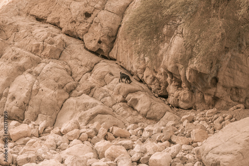 Black mountain goat standing on rock valley.