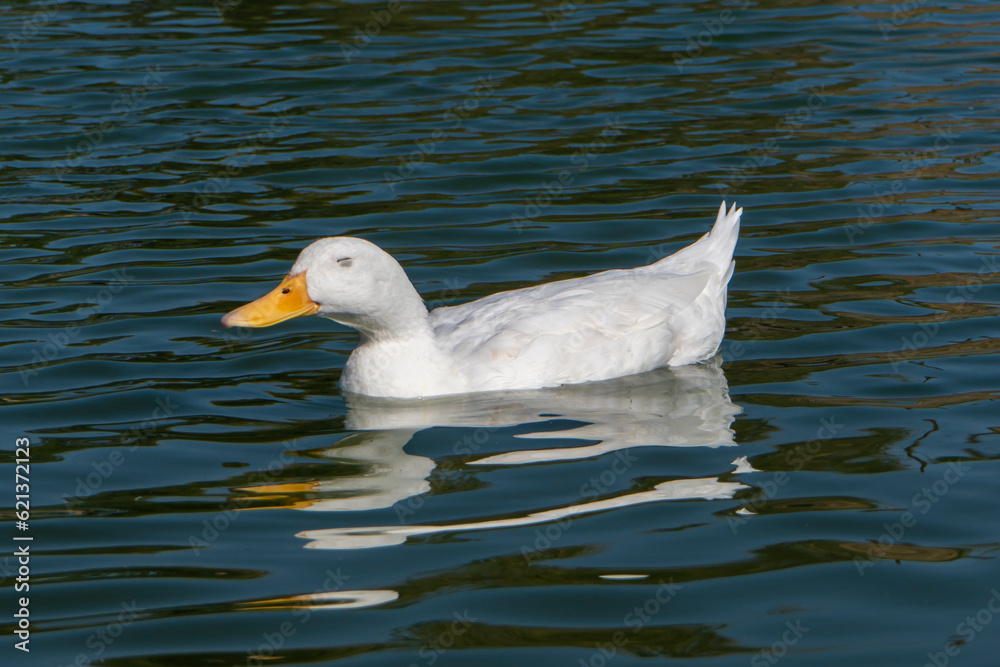 White duck with closed eyes smiling on water.