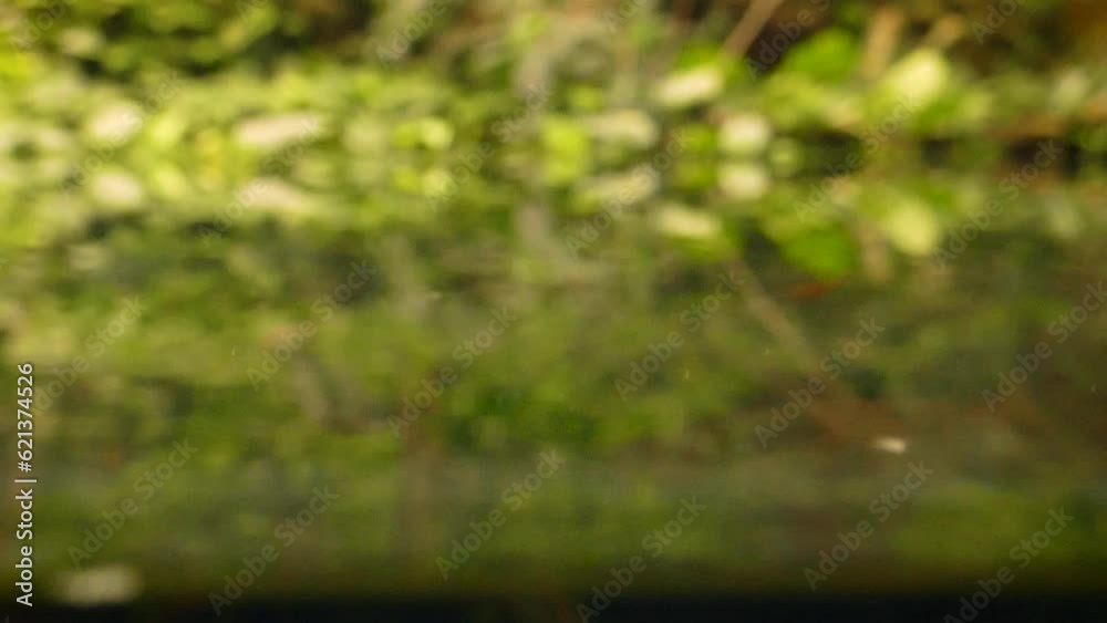 Boeseman's rainbowfish (Melanotaenia boesemani) and other rainbowfish species in slow motion Boeseman's rainbowfish (Melanotaenia boesemani) and other rainbowfish species in slow motion