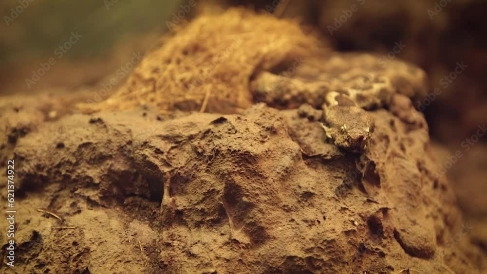 Horned viper (Vipera ammodytes) on rock Horned viper (Vipera ammodytes) on rock