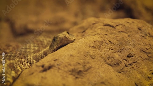 Blunt-nosed viper (Macrovipera lebetinus) in a sandy environment photo