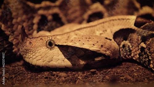 Gaboon viper (Bitis gabonica), detailed close-up of head