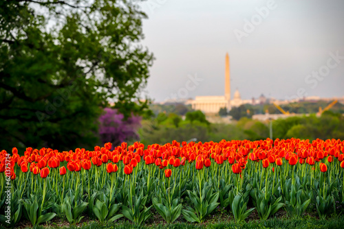 Sunset with the Tulips at the Netherlands Carillon in Arlington, Virginia	 (ID: 621375714)