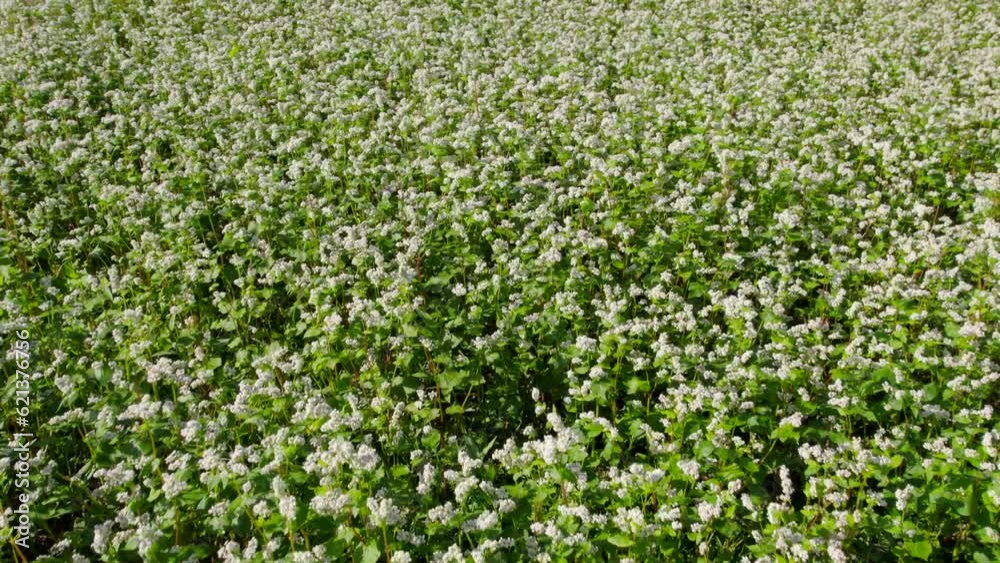 Buckwheat field on a sunny morning. Large fields in the morning sun, near the forest. Buckwheat honey, hives and bees producing buckwheat honey. Buckwheat field on a sunny morning. Large fields in the morning sun, near the forest. Buckwheat honey, hives and bees producing buckwheat honey.